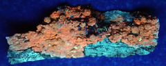 Pertusaria puffina
