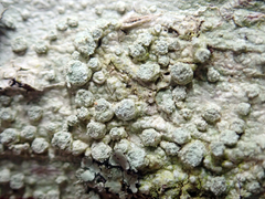 Pertusaria puffina