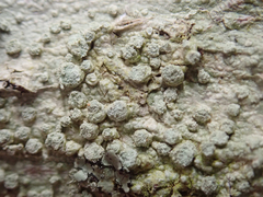 Pertusaria puffina