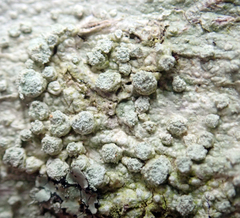 Pertusaria puffina