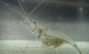 Glass Shrimps - Photo (c) H.T.Cheng, some rights reserved (CC BY-NC), uploaded by H.T.Cheng