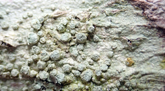 Pertusaria puffina