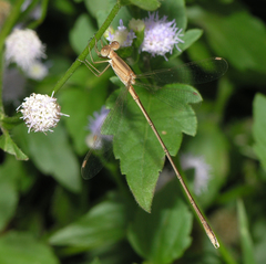 Lestes concinnus