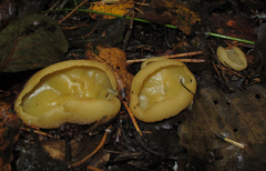 Sowerbyella radiculata