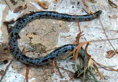 Afrotyphlops mucruso