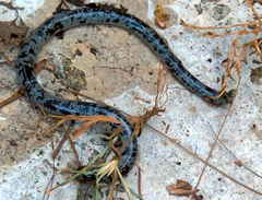 Afrotyphlops mucruso