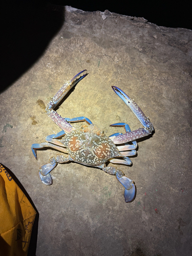 Portunus pelagicus