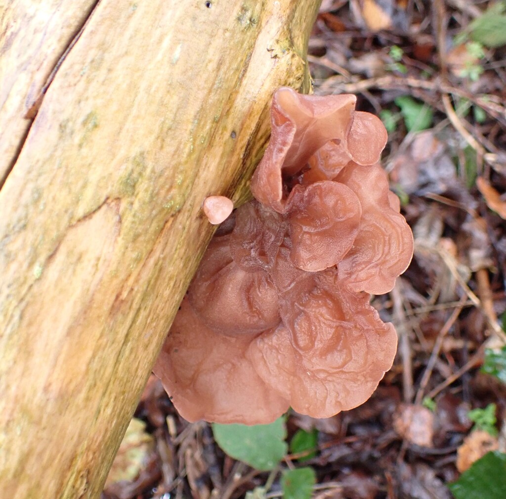 Auricularia auricula-judae · November 2025 · photo: © kitbeard (iNaturalist, cc-by)