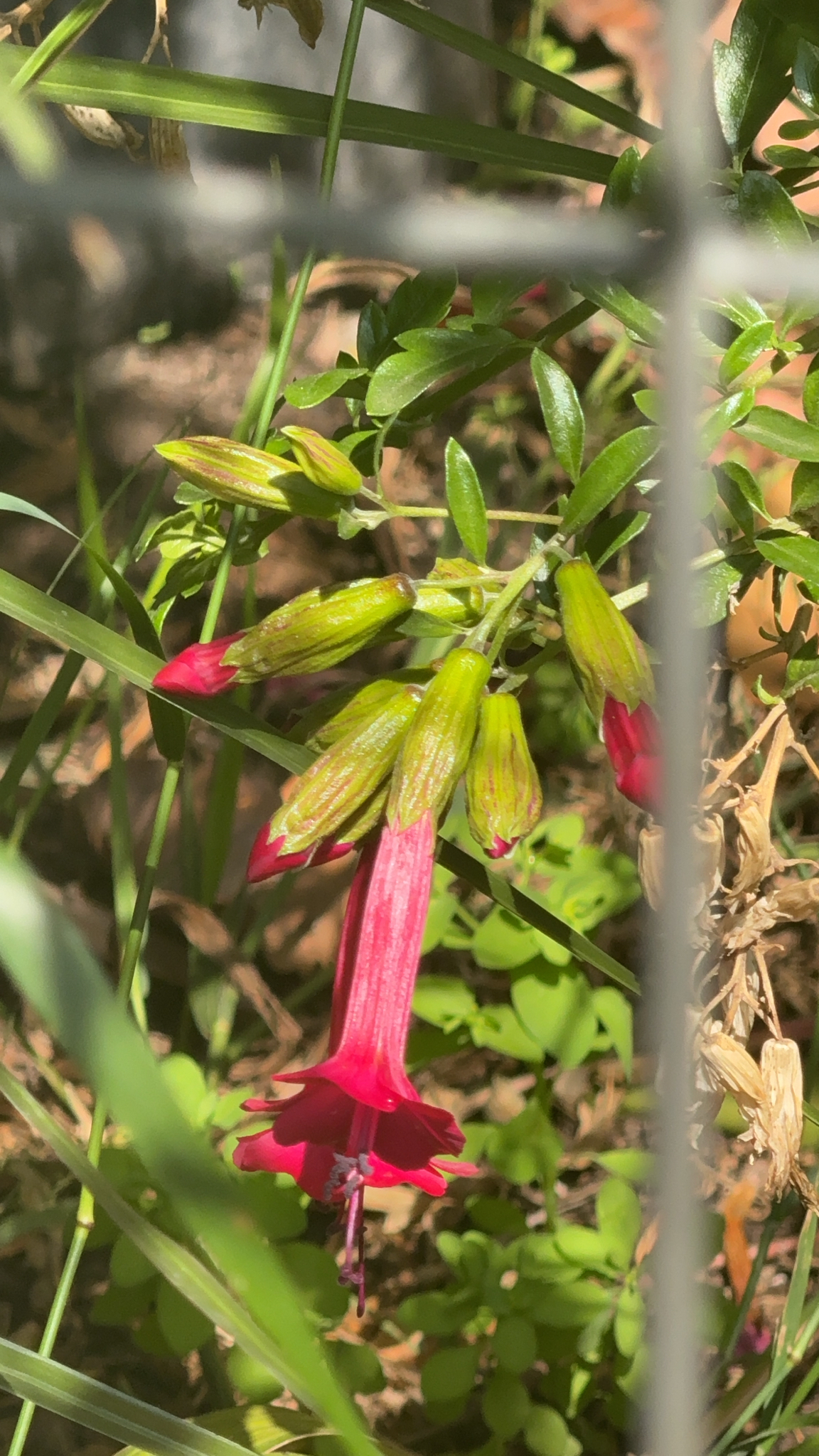Magic flower