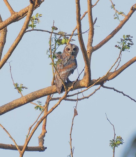 Mottled Wood Owl (Strix ocellata), photo 9