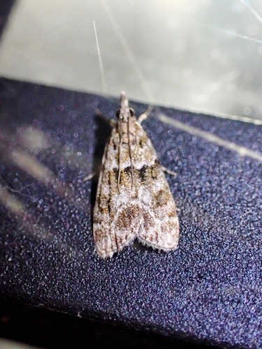 Small Grey photo 3