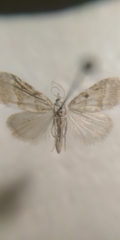 Nola aerugula