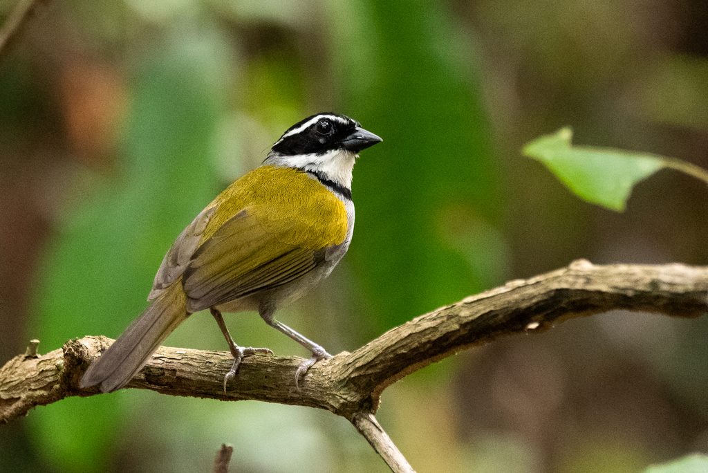 Pectoral Sparrow