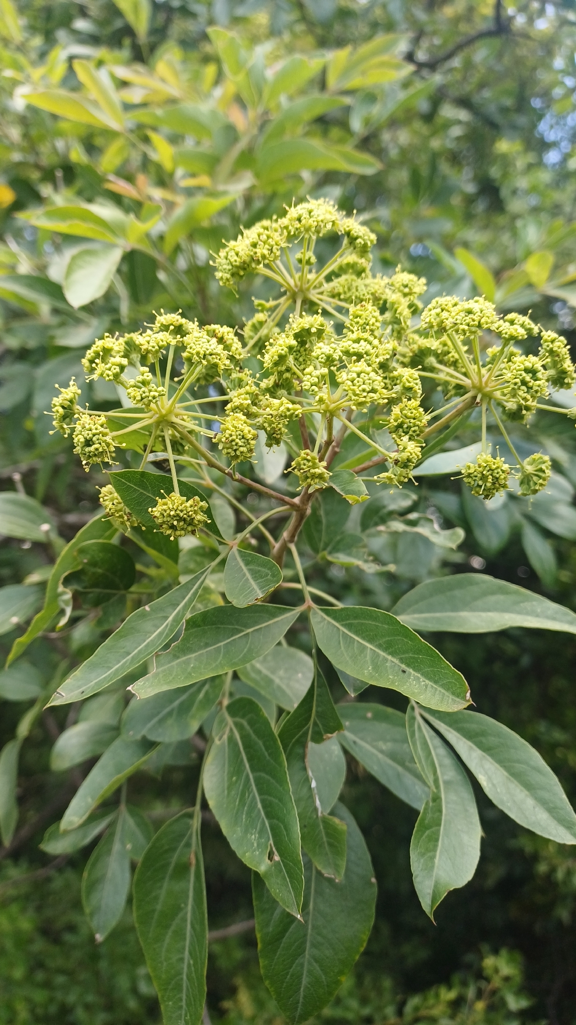 Imagem de Heteromorpha arborescens