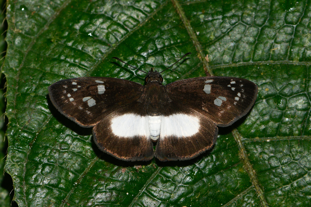 Milanion laricus