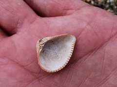 Anomalodiscus squamosus