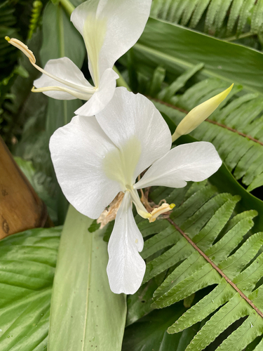 Butterfly ginger lily