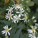 Flat-top White Aster - Photo (c) Anita363, some rights reserved (CC BY-NC-SA), uploaded by Anita