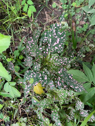 Polka Dot Plant