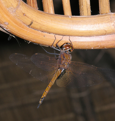 Tramea transmarina euryale