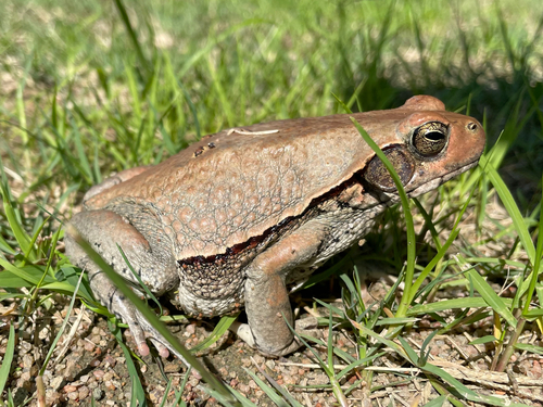 African Red Toad