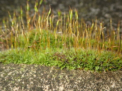 Tortula muralis