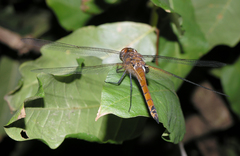 Tramea transmarina euryale