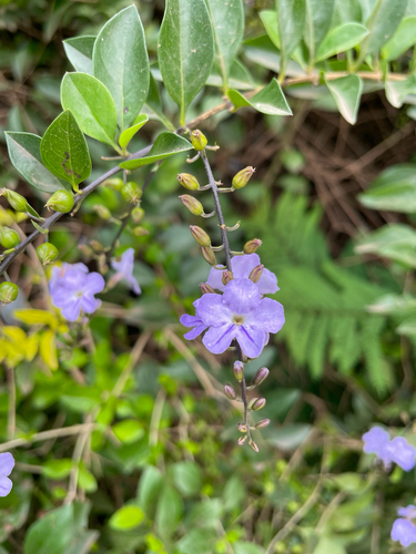 Skyflower