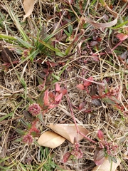Euphorbia nocens