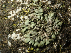 Phaeophyscia orbicularis