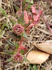 Euphorbia nocens