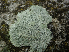 Protoparmeliopsis muralis