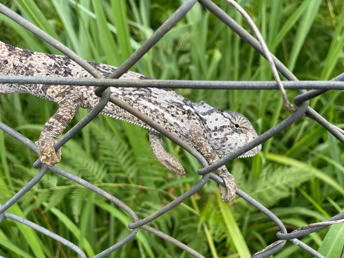 Flap-necked Chameleon