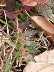 Euphorbia nocens