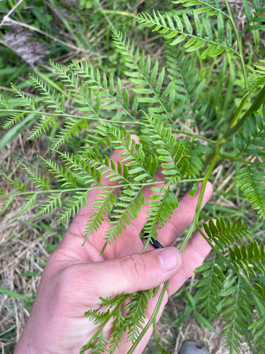 Pteridium centrali-africanum