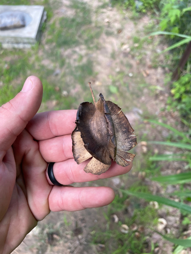 Largefruit Bushwillow