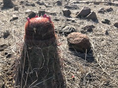 Melocactus peruvianus