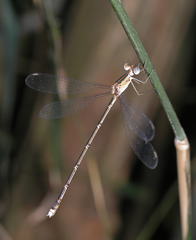 Lestes elatus
