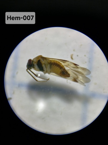 Orthopidea fusciceps