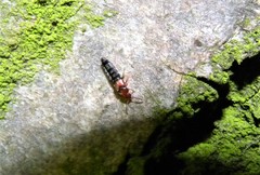 Stichoglossa semirufa