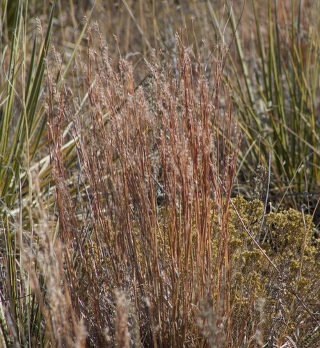 Little Bluestem