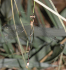 Lestes elatus