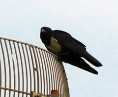 Corvus albus