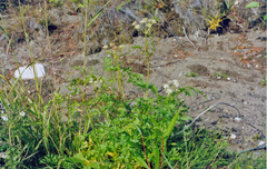 Cnidium cnidiifolium