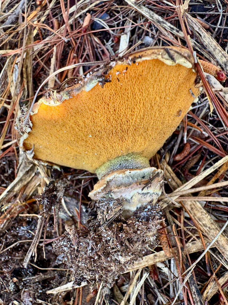 Suillus salmonicolor · January 2026 · photo: © kguin (iNaturalist, cc-by)