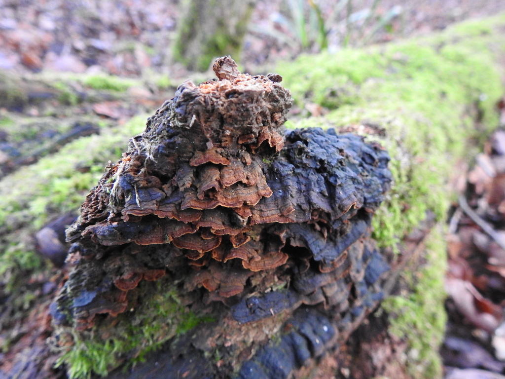 Hymenochaete rubiginosa · January 2026 · photo: © cryptomarasmius (iNaturalist, cc-by)