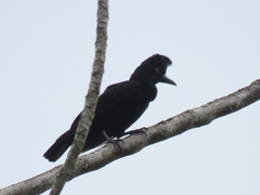 Cephalopterus ornatus