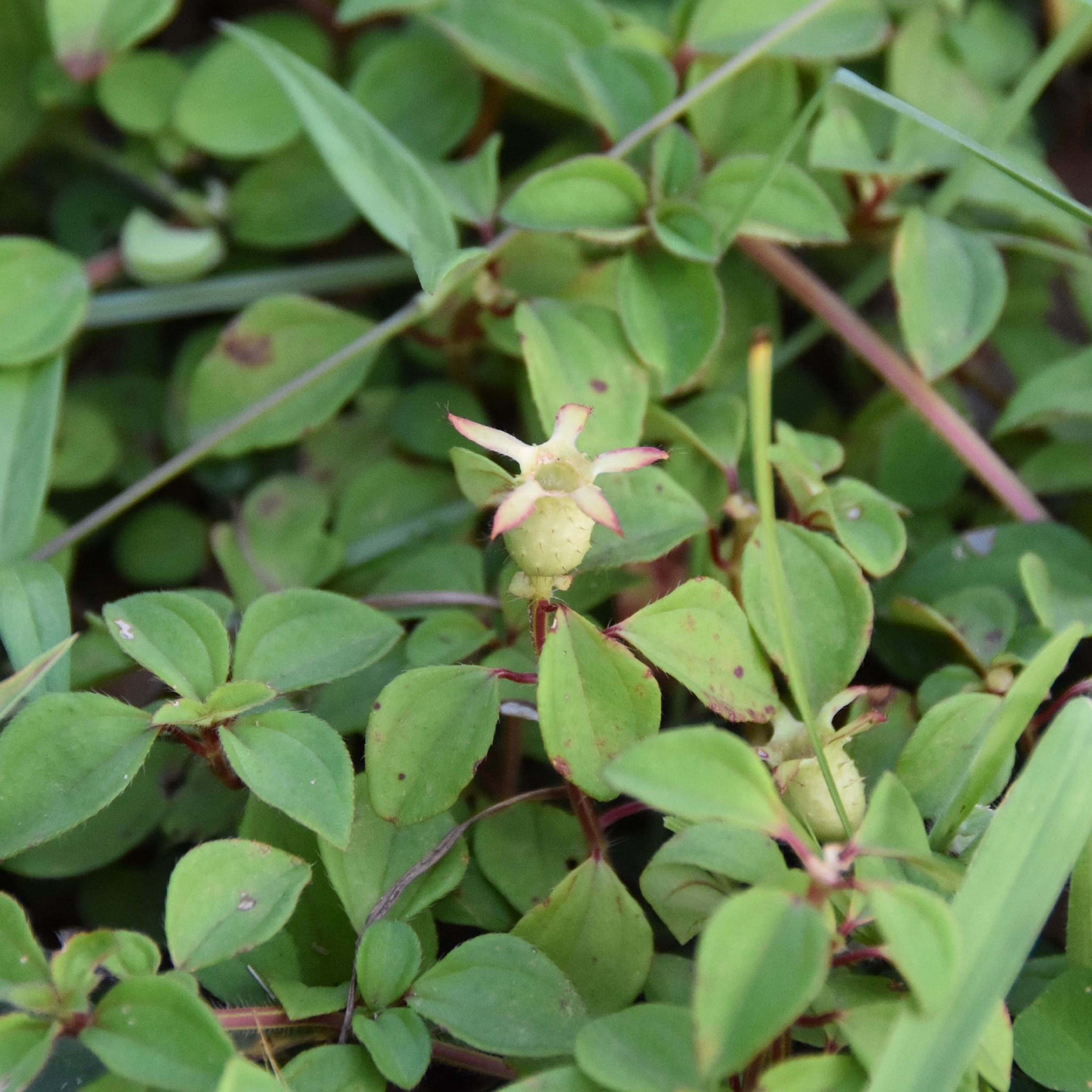 Heterotis decumbens
