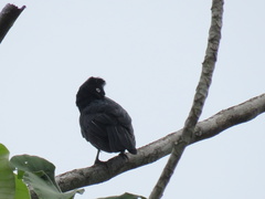 Cephalopterus ornatus