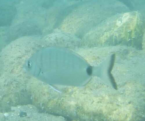 Diplodus sargus